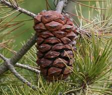 Image of Nelson Pinyon Pine