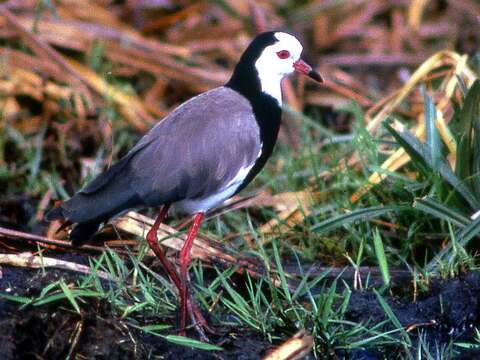 Image of Long-toed Lapwing