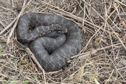 Image of Black massasauga