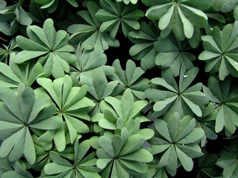 Image of Chilean Wood Sorrel