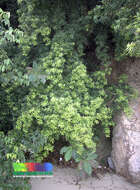 Image of Podocarpus polystachyus R. Br. ex Endl.