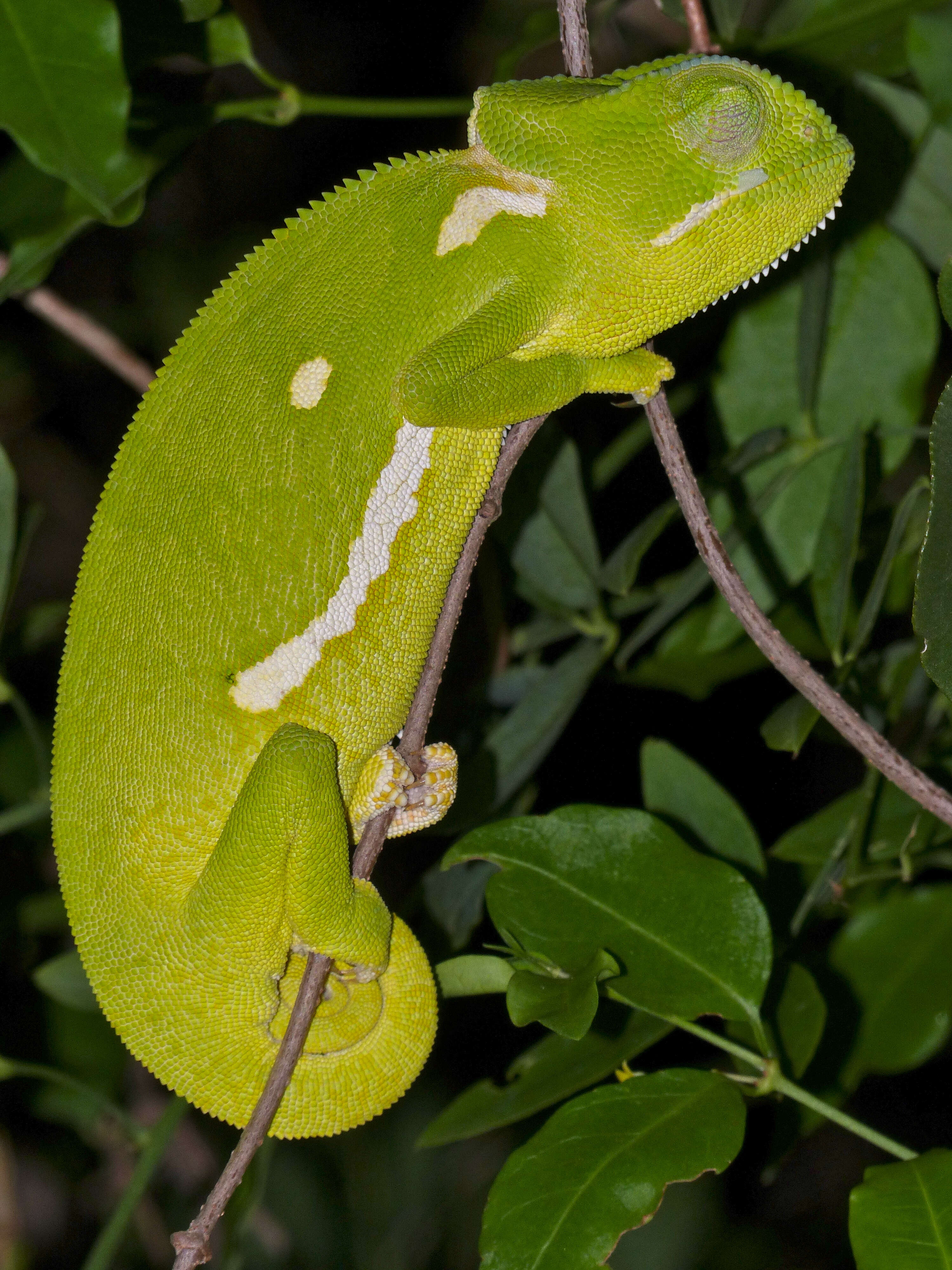 Image of chameleons