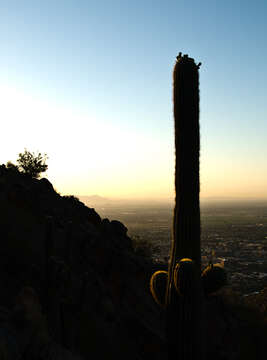 Image of saguaro