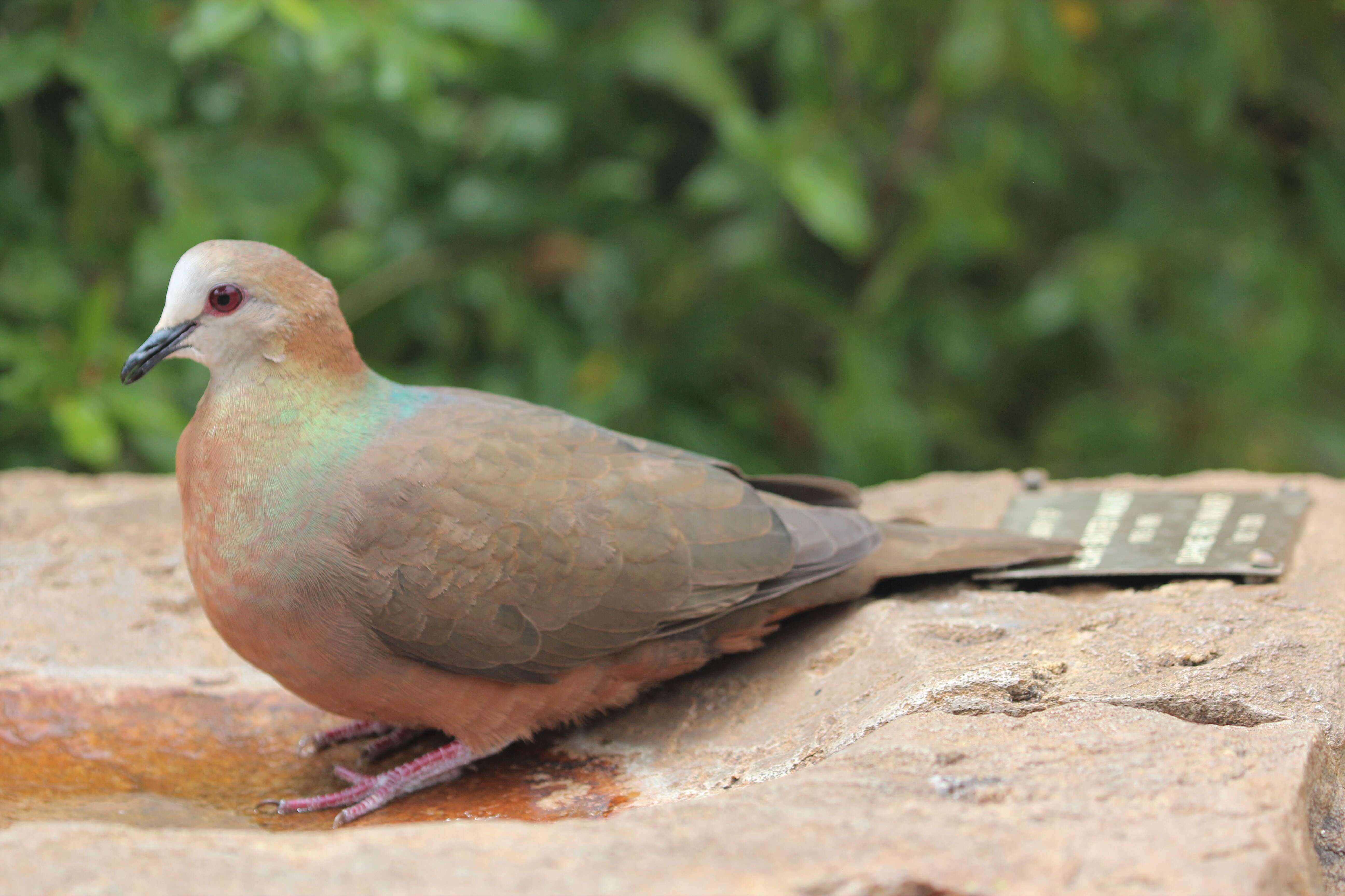 Image of Columbidae