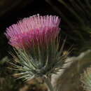 Image of cobwebby thistle