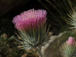 Image of cobwebby thistle