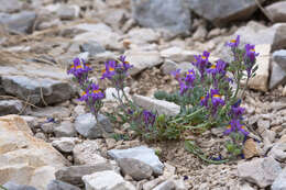 Image of Alpine toadflax