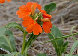 Image of crossandra