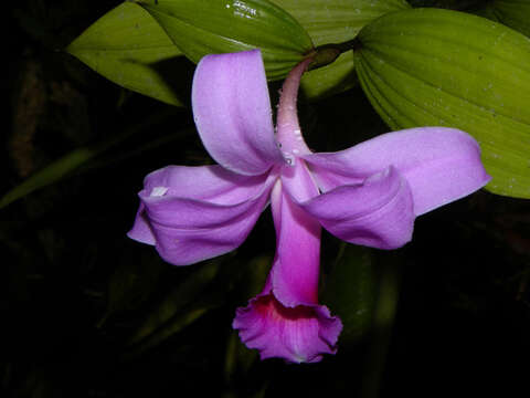 Image of Sobralia labiata Warsz. & Rchb. fil.