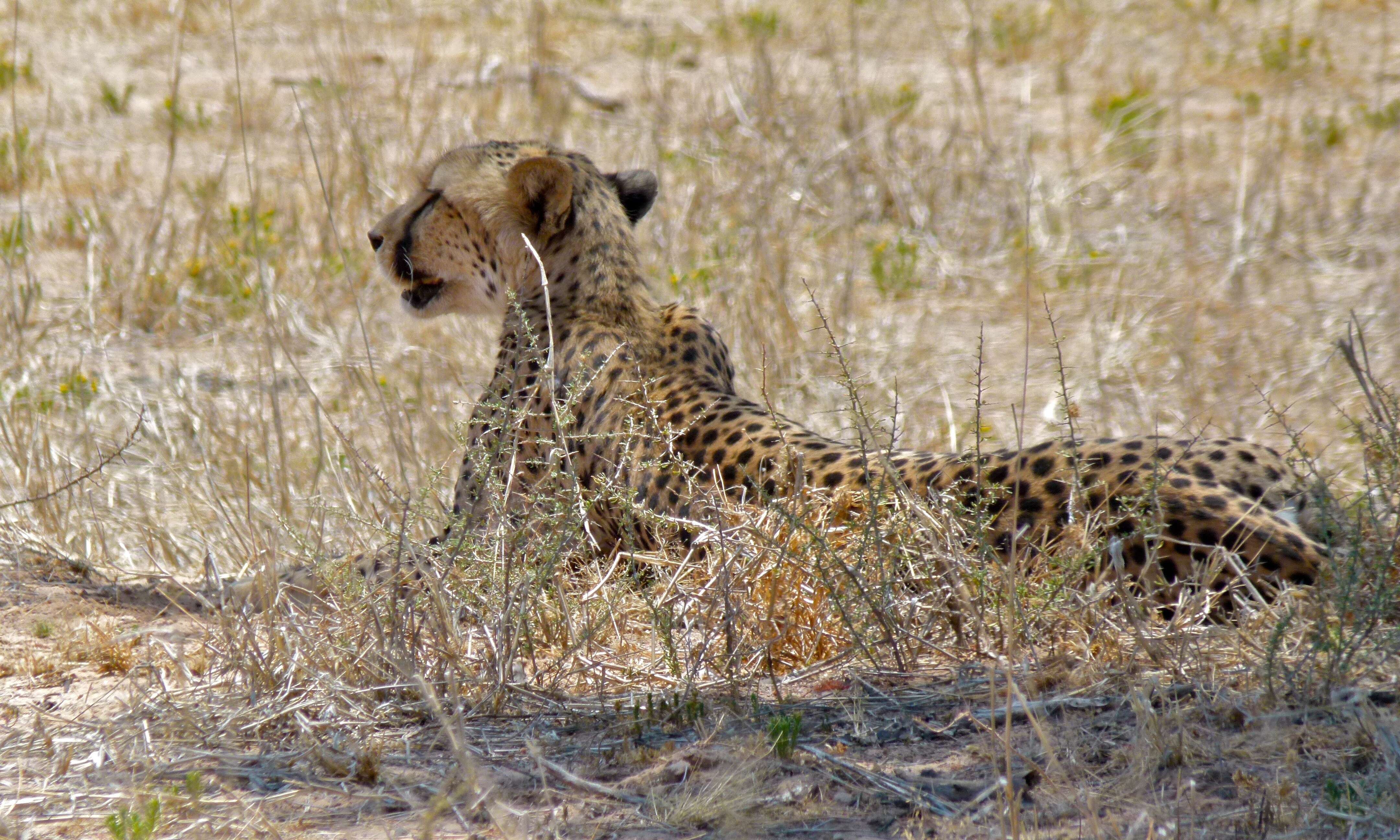 Image of Acinonyx Brookes 1828