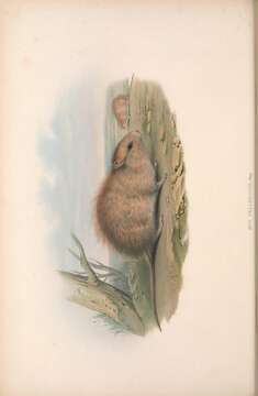 Image of Rat
