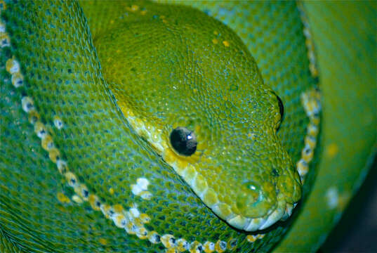 Image of Green Python