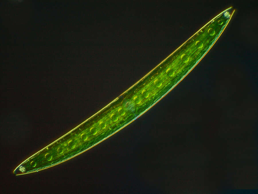 Image of Closterium moniliferum