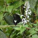 Image de <i>Papilio <i>euchenor</i></i> euchenor