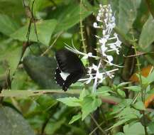 Image of Papilio euchenor Guérin-Méneville 1829