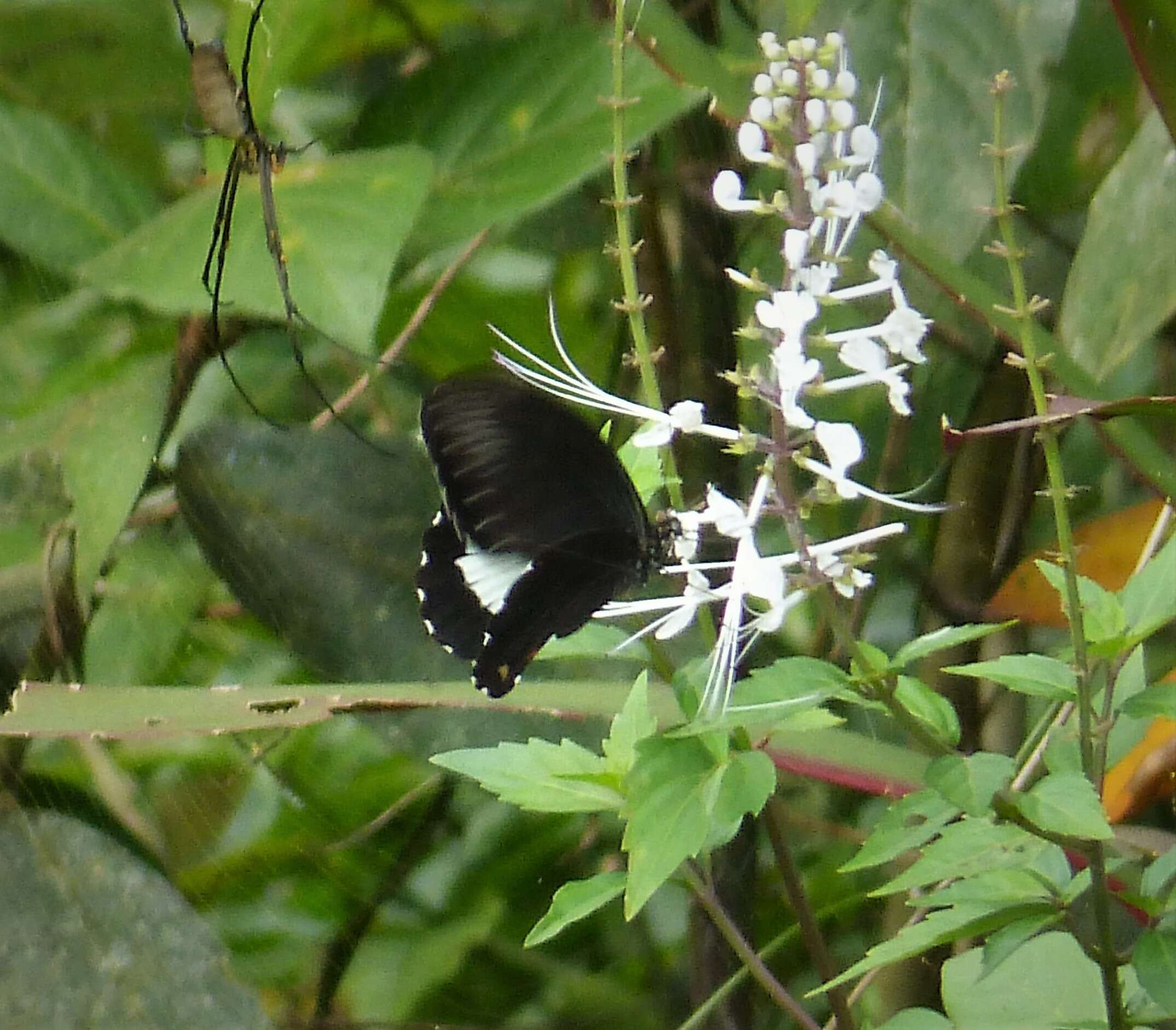 Papilioninae resmi