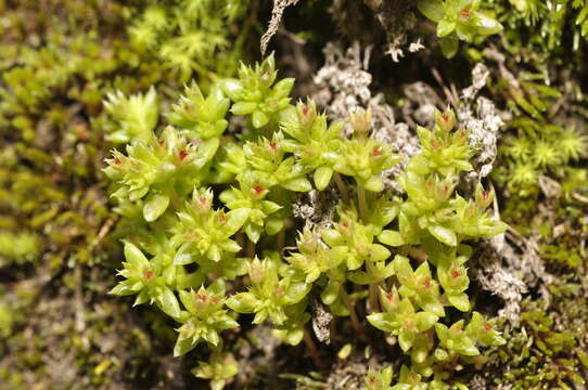 Image of sand pygmyweed