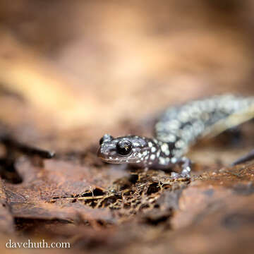 Image de Plethodon glutinosus (Green 1818)