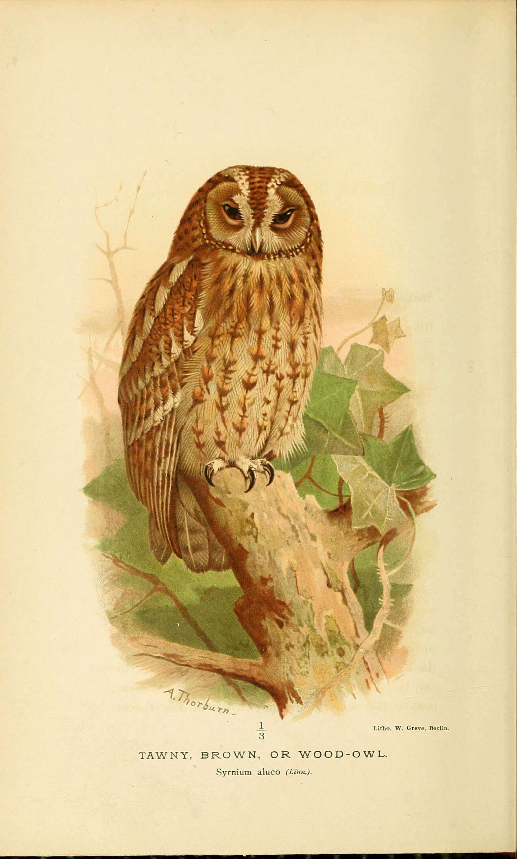 Image of Strix Linnaeus 1758