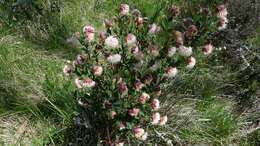 Image of Pimelea ligustrina subsp. ciliata S. Threlfall