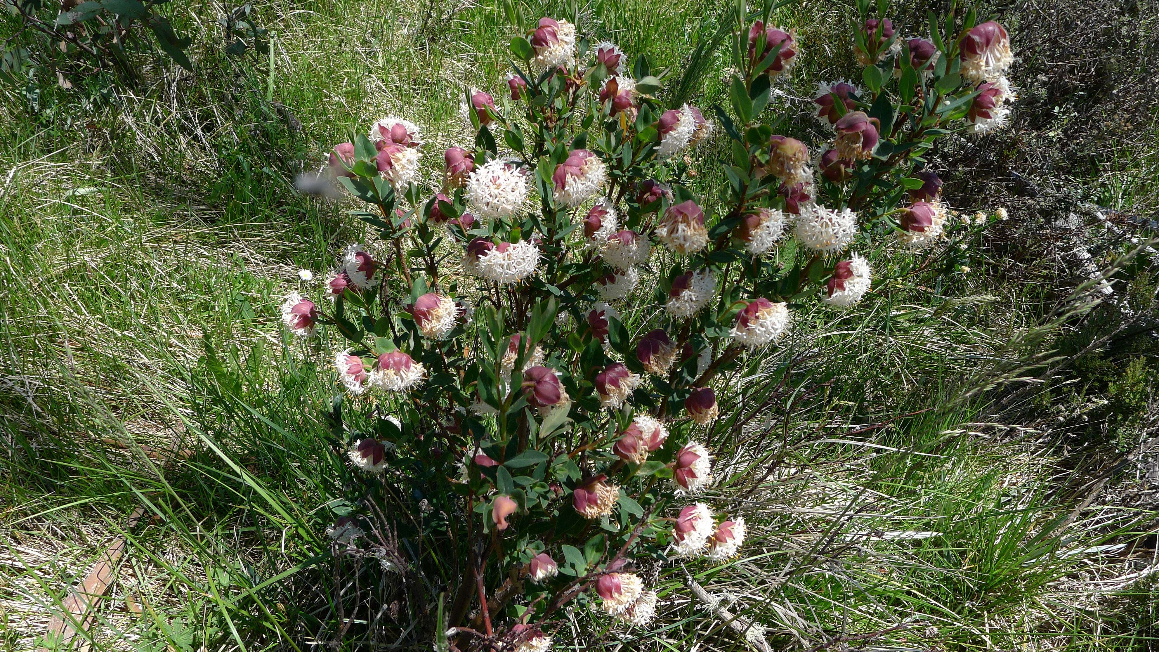 Image of Pimelea ligustrina subsp. ciliata S. Threlfall