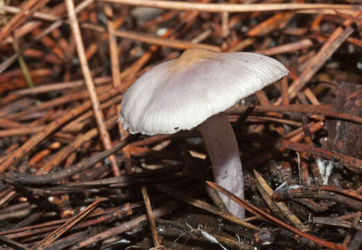 Image of Inocybe