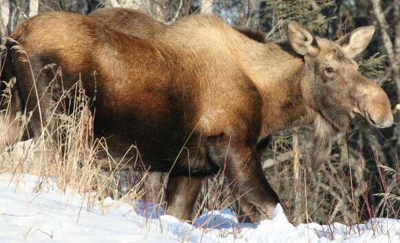 Image of North American Elk