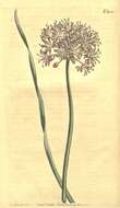 Image of Broad-leaved Chives