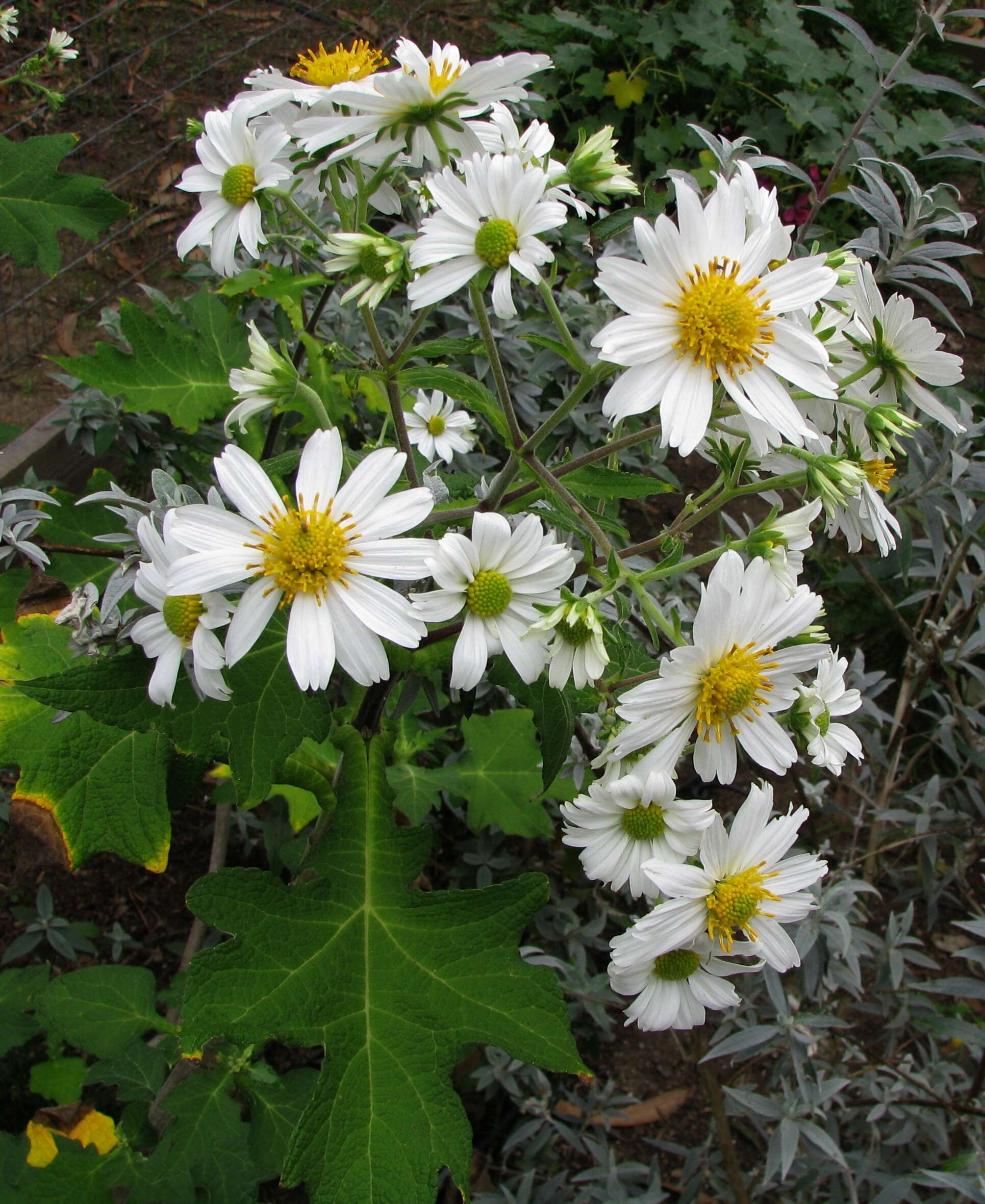 Image of Montanoa grandiflora (DC.) Hemsl.