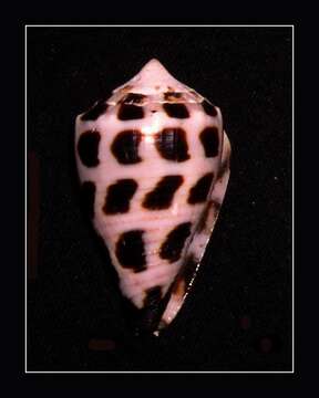 Image of cone snails