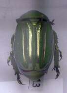 Image of Jewel scarab