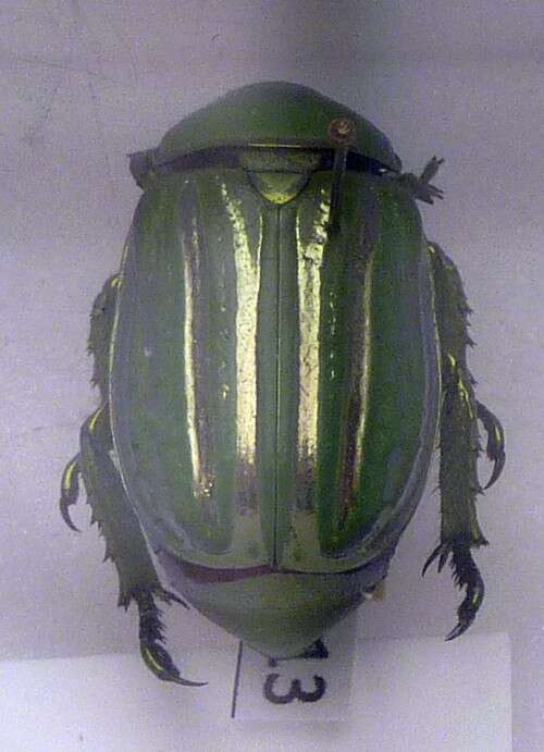 Image of Jewel scarab