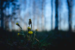 Image of coltsfoot