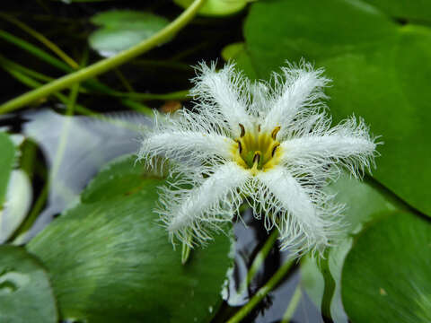 Image of Water-snowflake