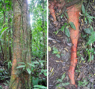 Image of Clarisia racemosa Ruiz & Pav.