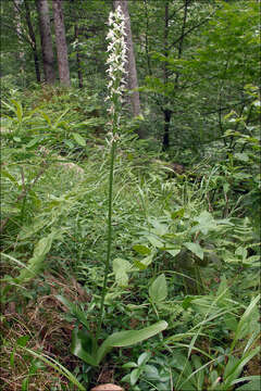 Image of Platanthera bifolia subsp. bifolia