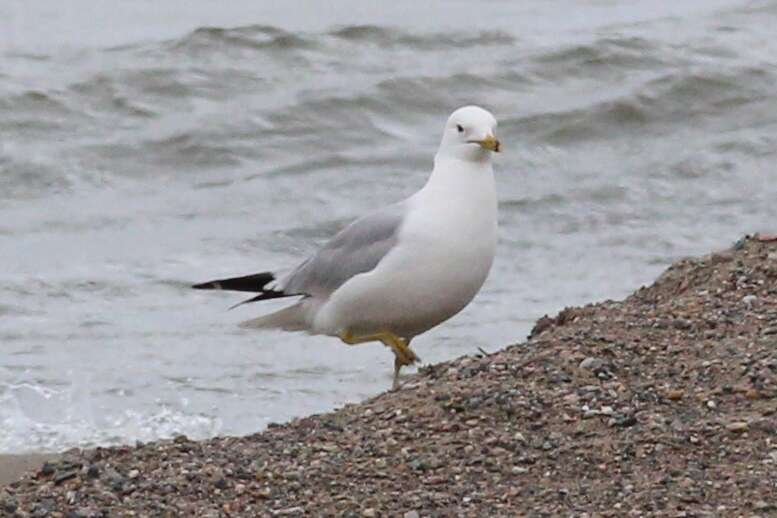 Image of Larus Linnaeus 1758