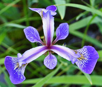 Image de blue flag iris versicolore