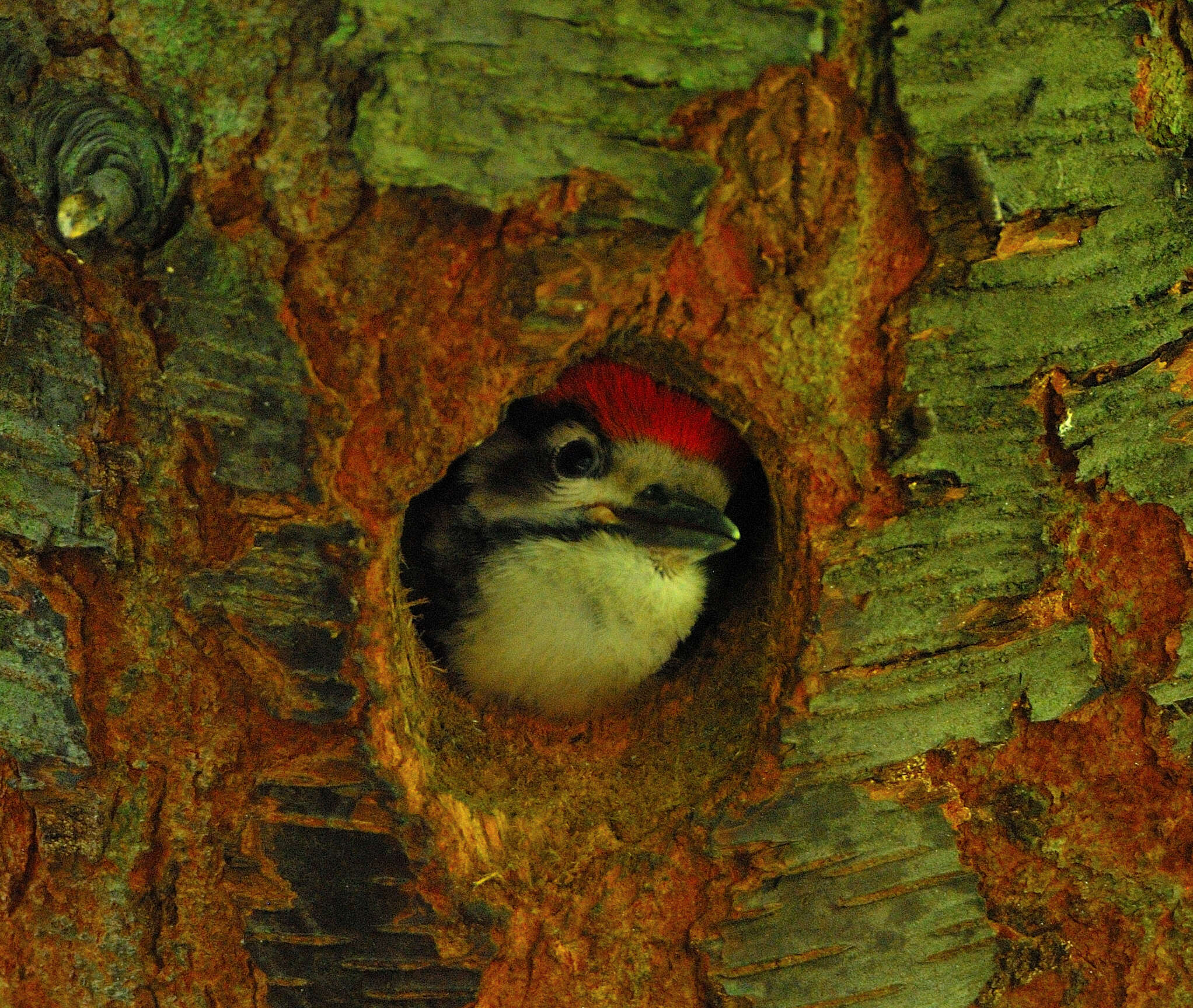 Image of Great Spotted Woodpecker