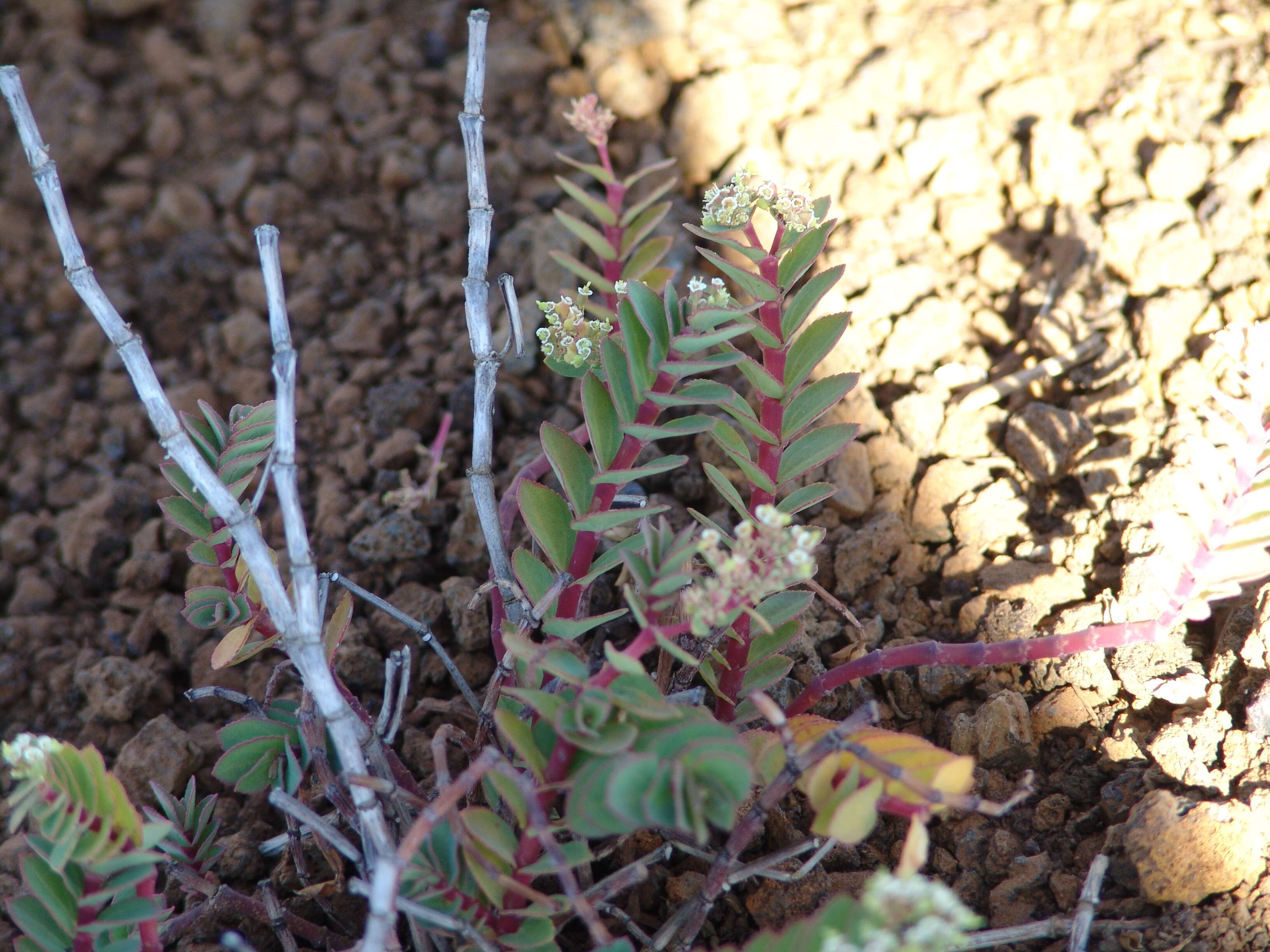 Image of Ascension Spurge