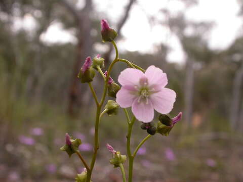 Image of Drosera peltata subsp. auriculata (Backh. ex Planch.) Conn