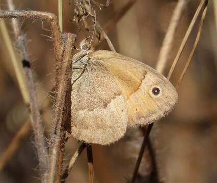 Coenonympha pamphilus lyllus的圖片