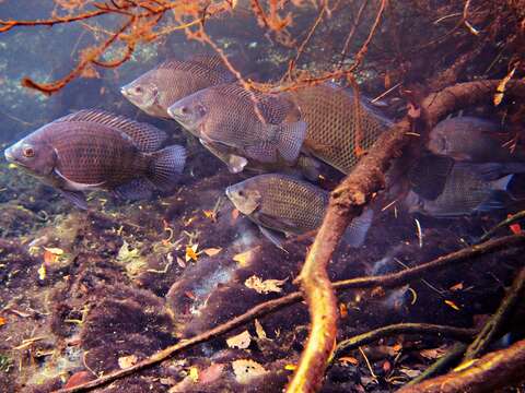 Image of Oreochromis