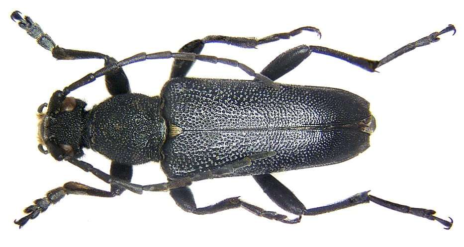Image of large black longhorn beetle