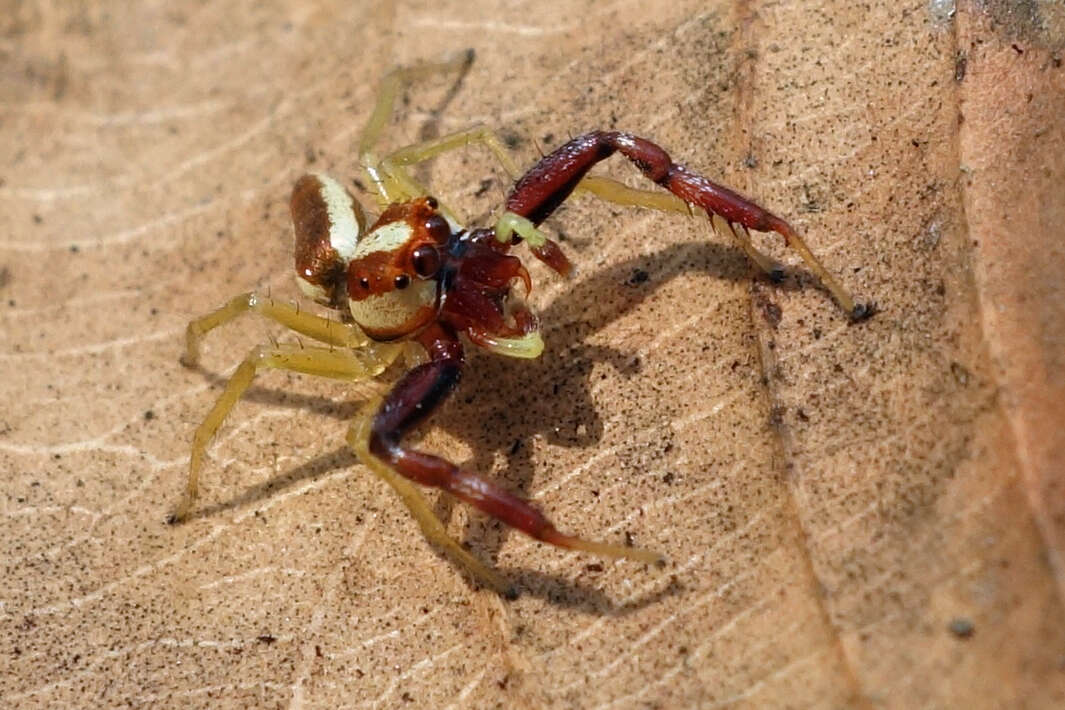 Image of Jumping spider