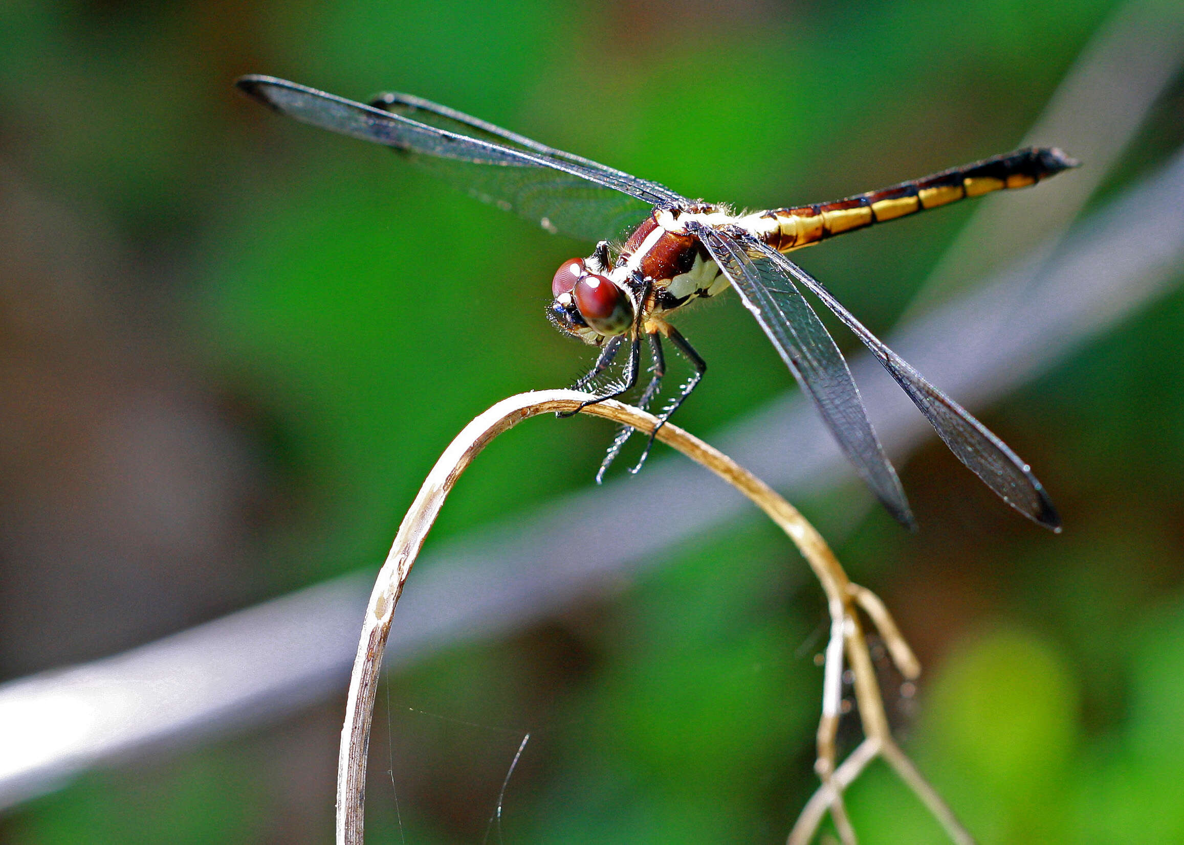 Image of Libellula Linnaeus 1758