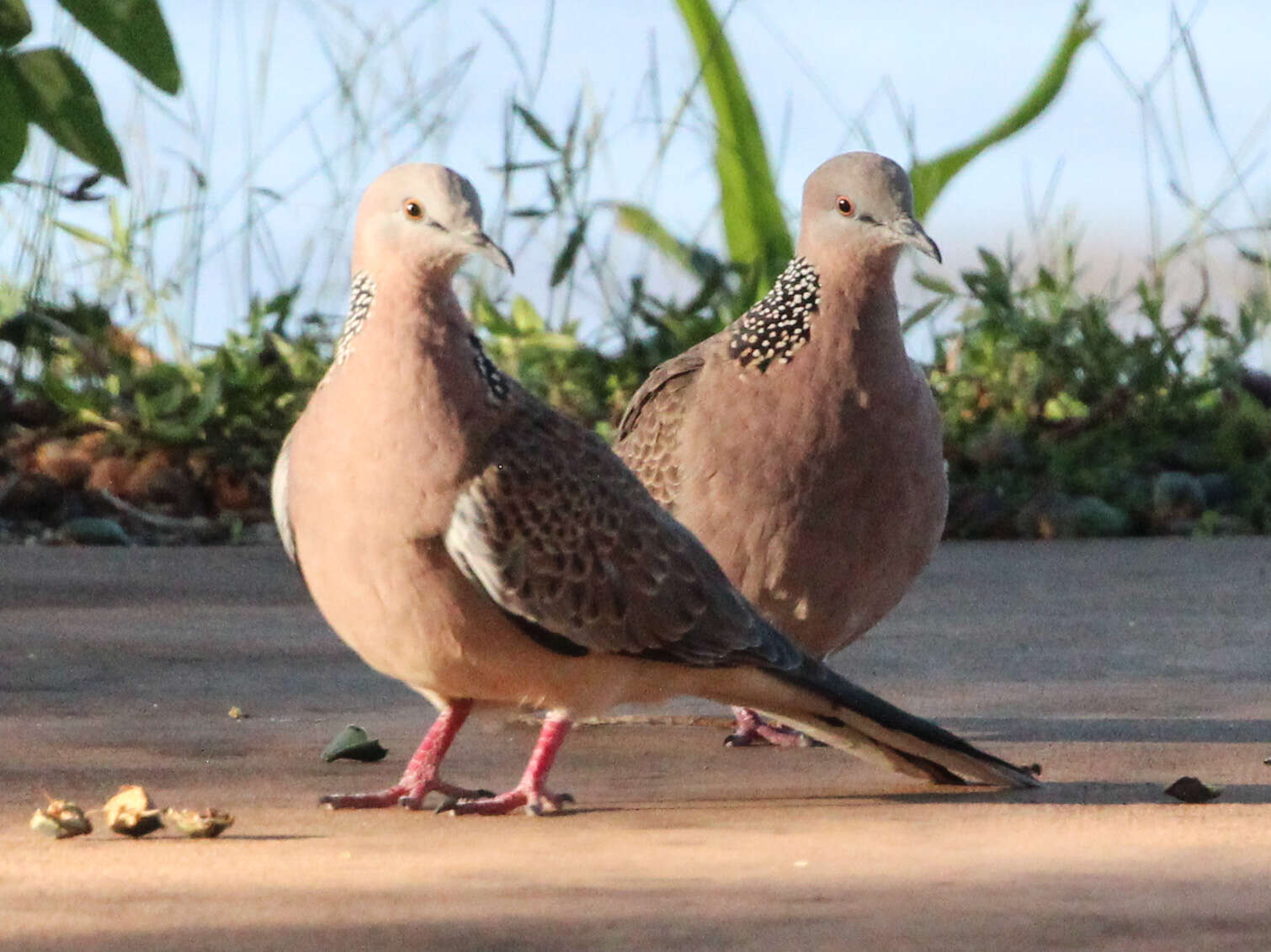 Image of spotted dove