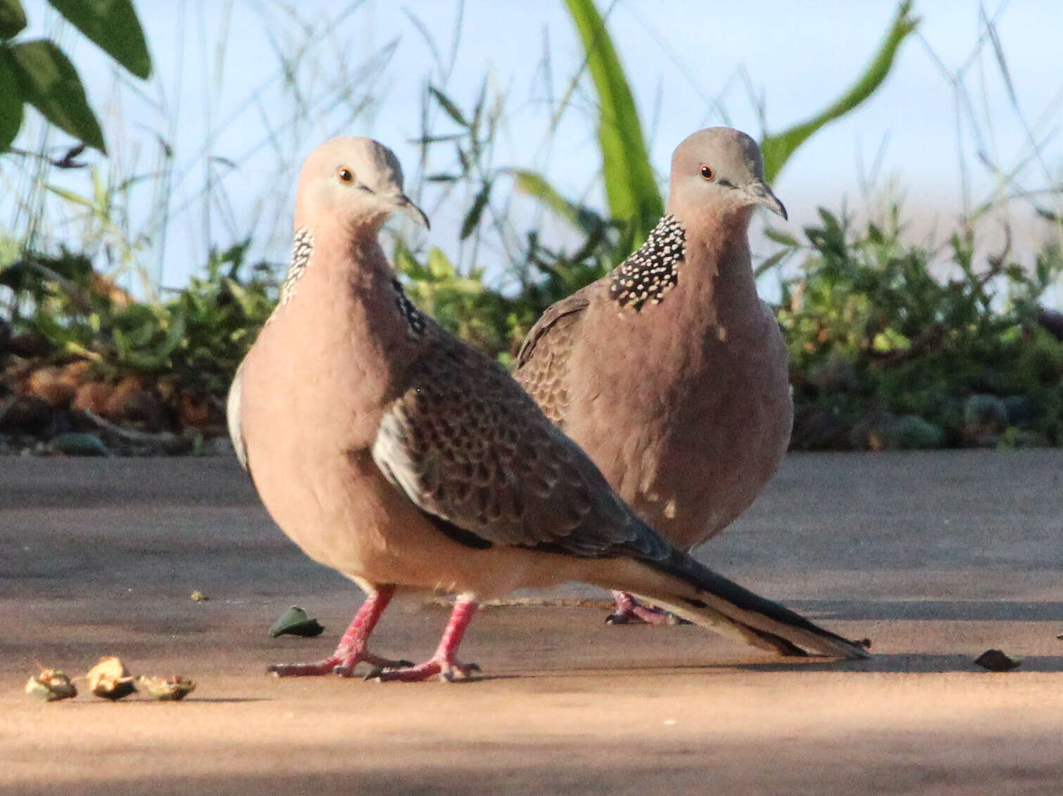 صورة <i>Streptopelia chinensis</i>