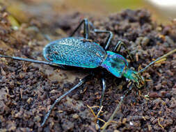 Image of Blue Ground Beetle