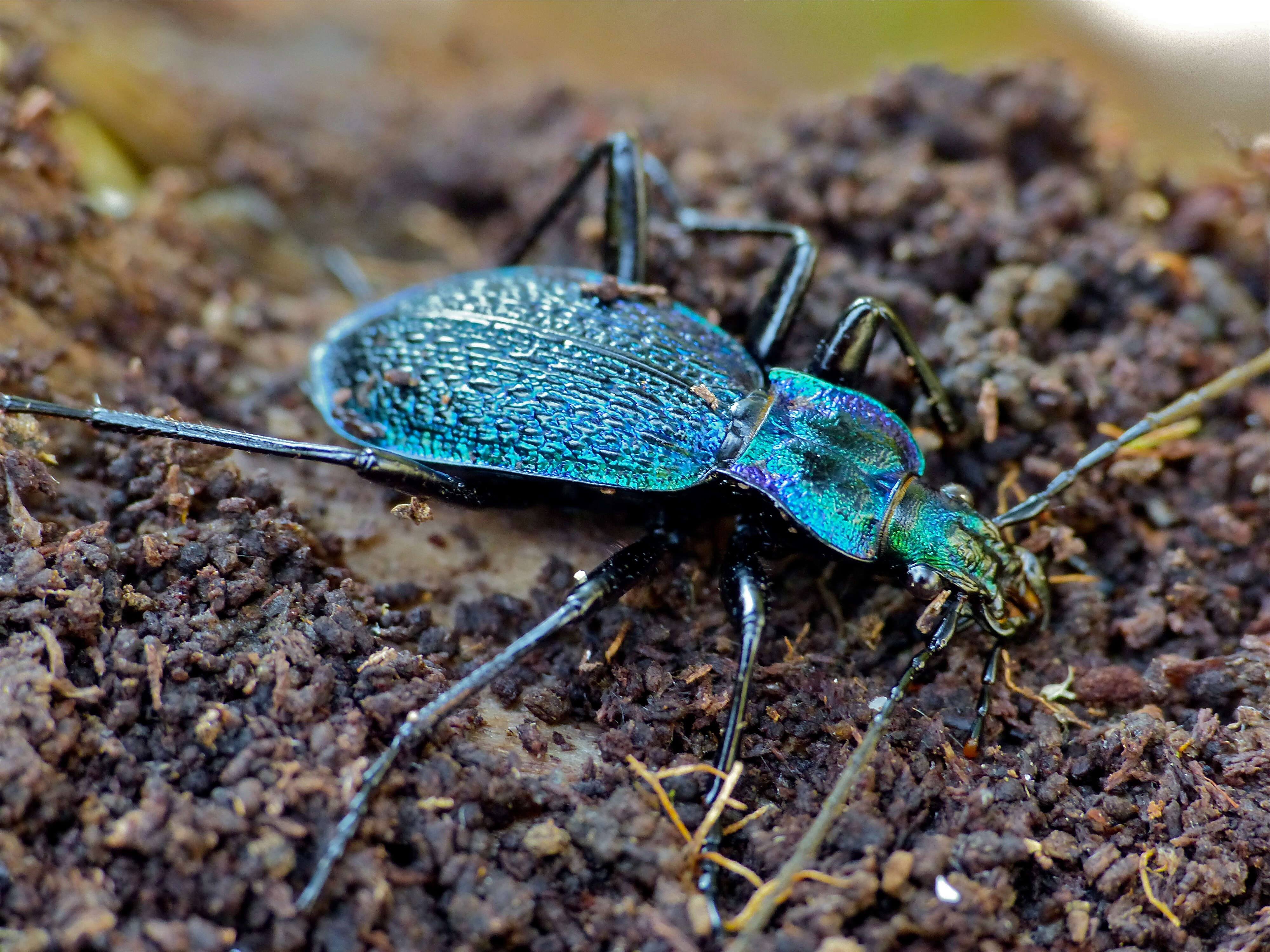 Image of Blue Ground Beetle